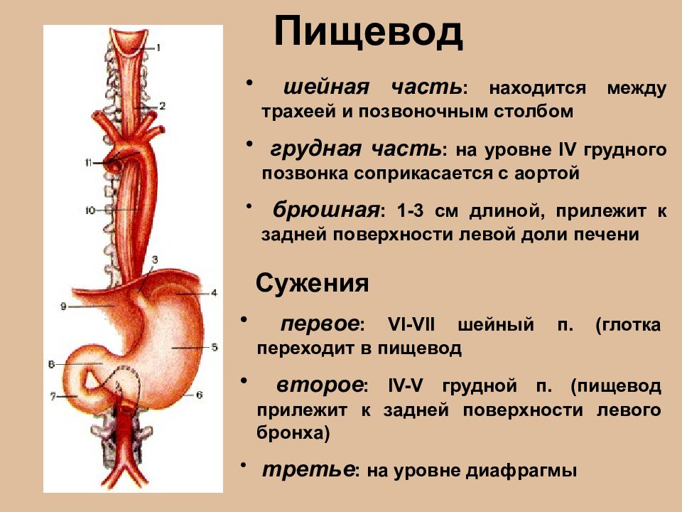 Пищевод это орган. Пищевод человека. Пищевод анатомия человека. Шейная часть пищевода. Строение пищевода человека.