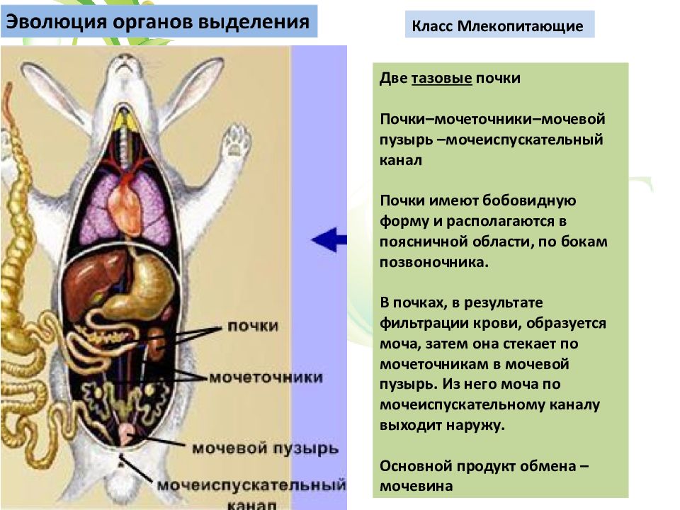 Мочеточники млекопитающих