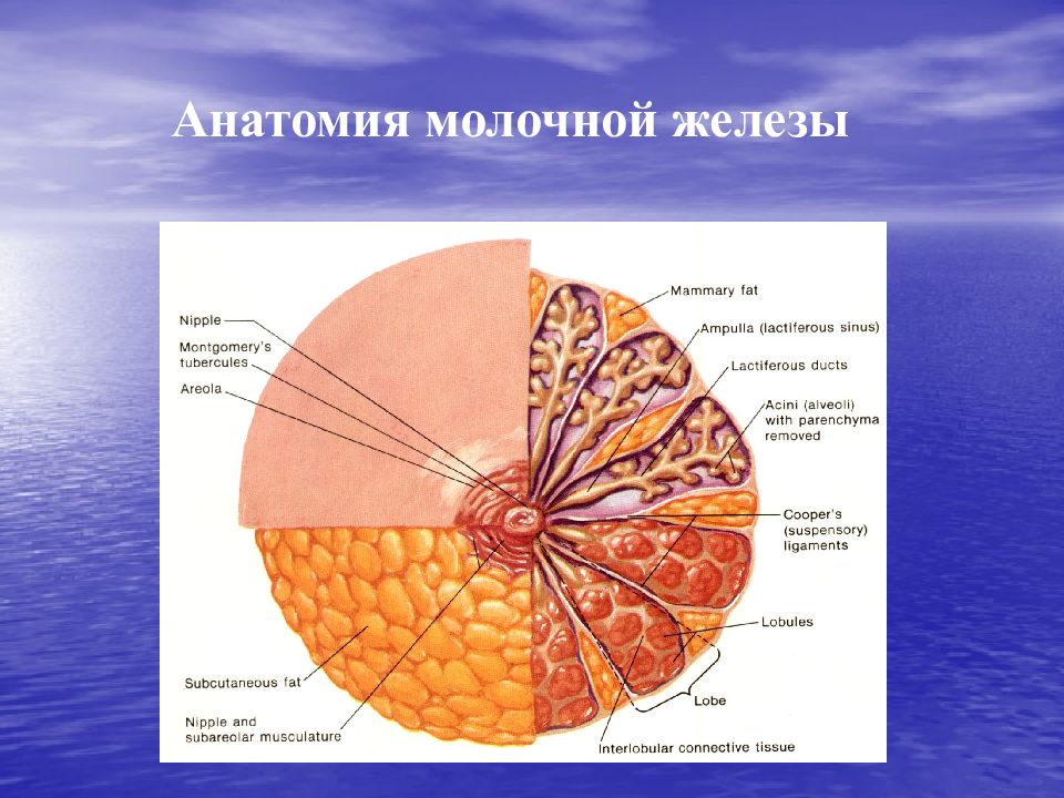 Анатомия молочной железы презентация