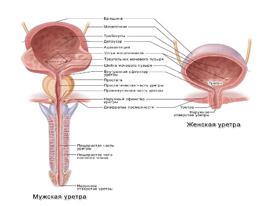 Где находится мочеиспускательный канал у женщин строение фото