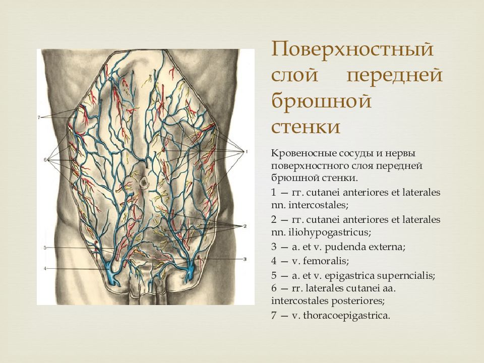 Болезни передней брюшной стенки. Слои передней брюшной стенки живота. Хирургическая анатомия передней брюшной стенки. Топографическая анатомия и Оперативная хирургия.