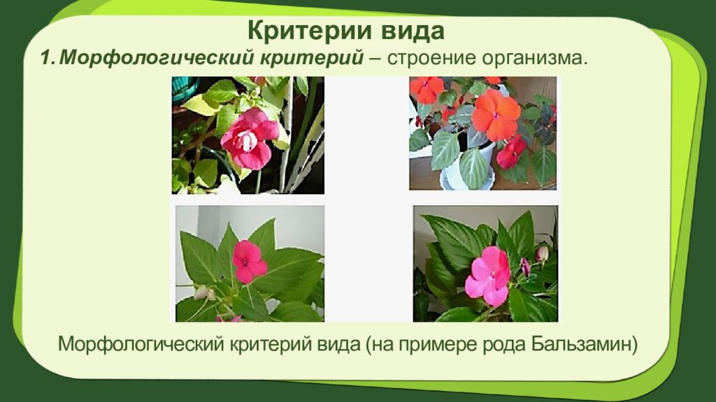 Биология 7 класс Тема урока: § 2.Систематика растений