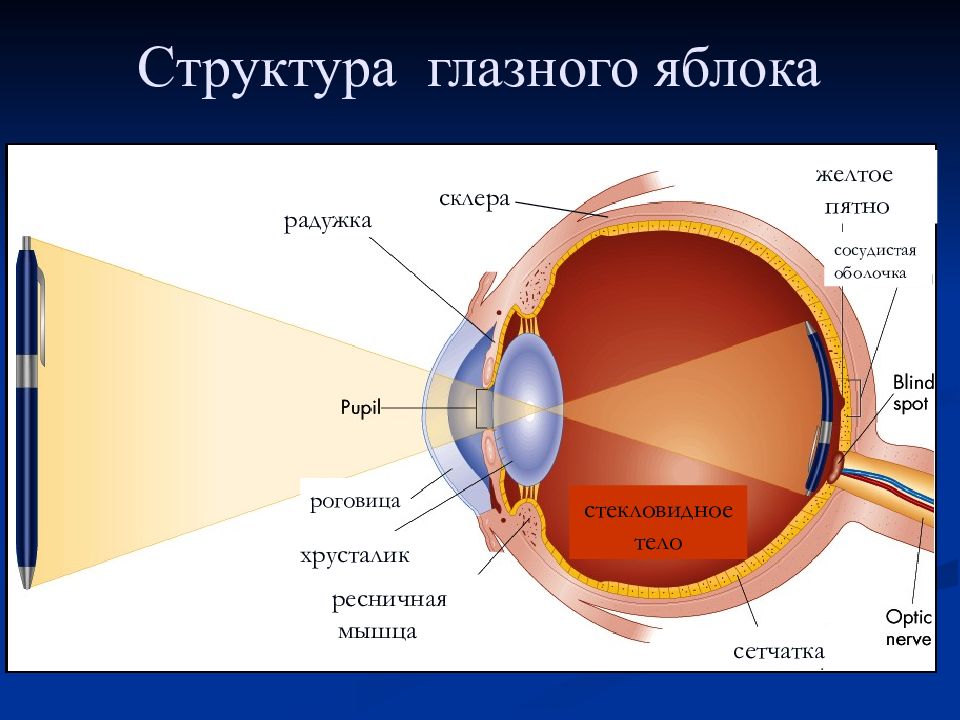 Стенками глазного яблока служат