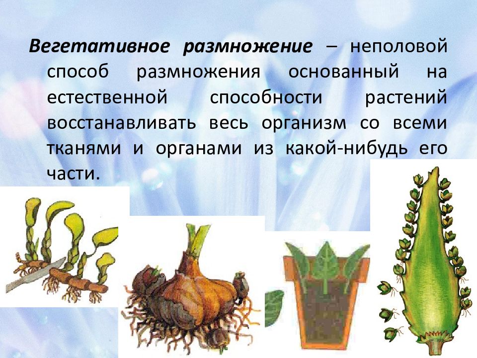 Растения размножающиеся вегетативным путем. Вегетативное размножение растений. Способы вегетативного размножения. Способы вегетативного размножения культурных растений. Вегетативное размножение основано на.