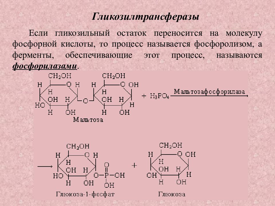 Схема фосфоролиза мальтозы