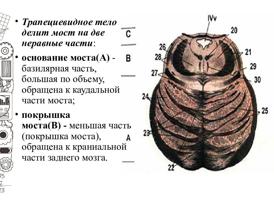 Трапециевидное тело. Трапециевидное тело головной мозг. Трапециевидное тело моста. Мост мозга трапециевидное тело. Трапециевидное тело на поперечном разрезе моста.
