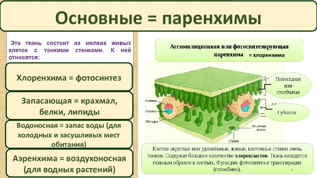 Ассимиляционная ткань