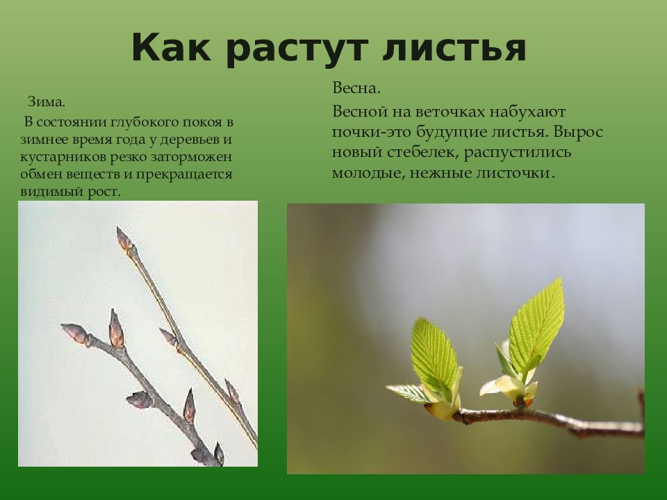 Как растут листья