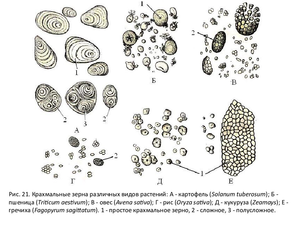 Зерно крахмала рисунок. Крахмальные зерна пшеницы строение. Строение клетки крахмальных зерен. Строение крахмальных зерен картофеля. Крах мальнне зерна в клетках.