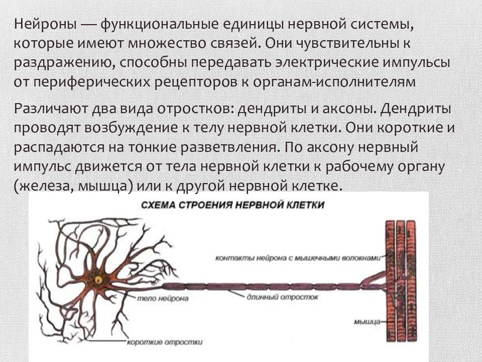 Функциональная единица нервной системы