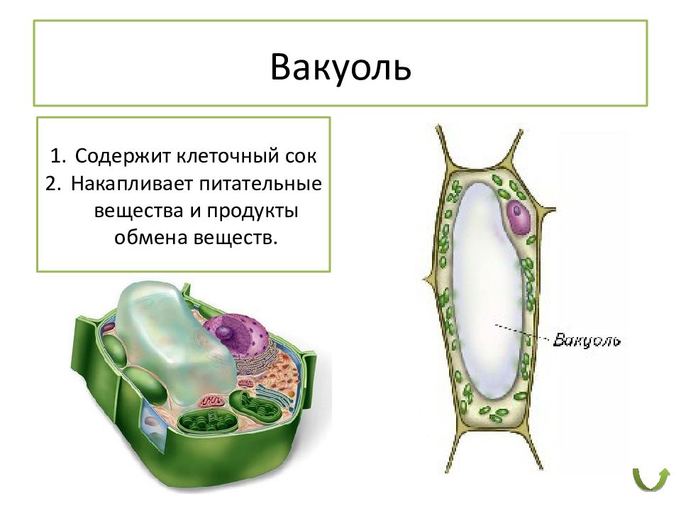 Строение клетки презентация 10 класс профильный уровень