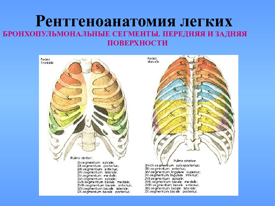 Отдел легких с 5. Рентген АНАТОМИЯЛЕГКИХ. Рентген легких анатомия. Рентген анаиоммя легких. Рентгеноанатомия органов дыхания.