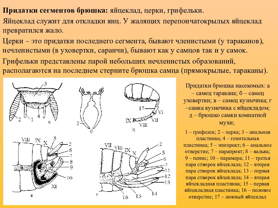 Придатки это. Придатки брюшка насекомых. Строение брюшка насекомых. Конечности и придатки брюшка насекомых. Брюшко и его придатки у насекомых.