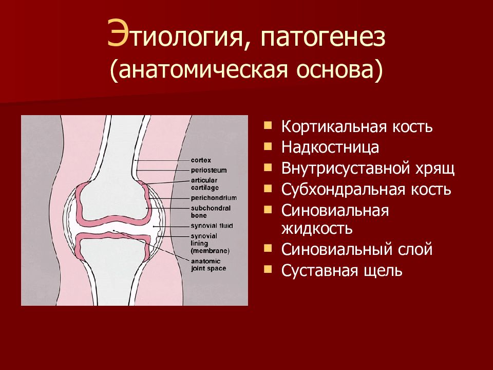 Сустав строение субхондральная кость. Субхондральная кость коленного сустава. Внутрисуставные хрящи. Субхондральная зона кости.