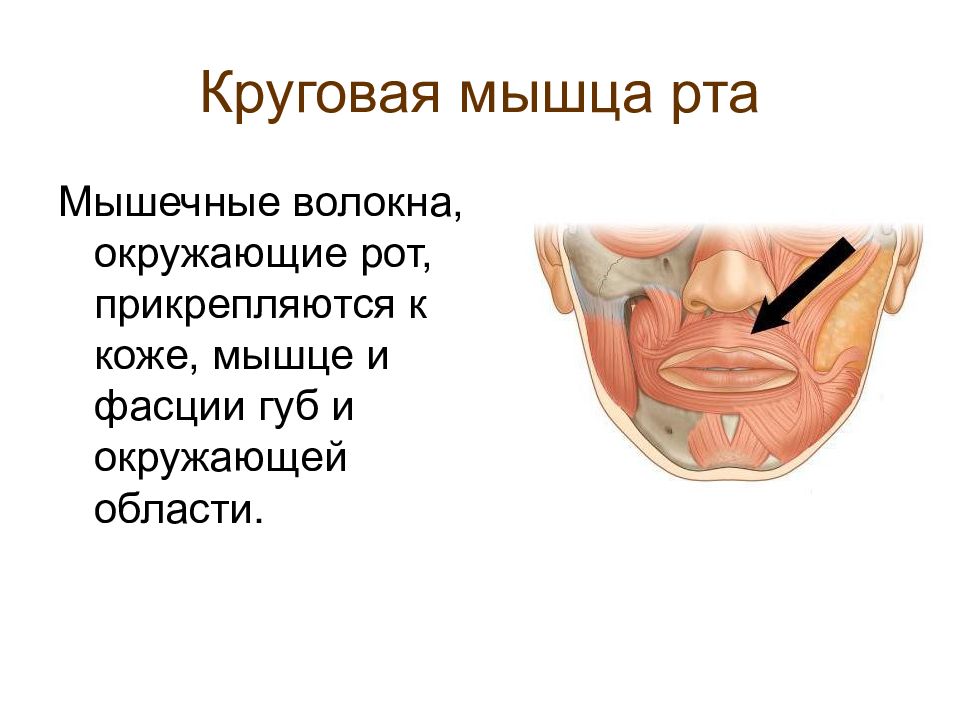 Мышцы рта. Круговая мышца рта m. orbicularis Oris. Круговая мышца рта функции. Краевая и губная части круговой мышцы рта. Круговая мышца рта прикрепляется.