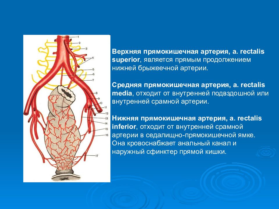Нижний явиться. Верхняя прямокишечная артерия. Нижняя прямокишечная артерия. Средняя прямокишечная артерия. Средняя и нижняя прямокишечная артерия.