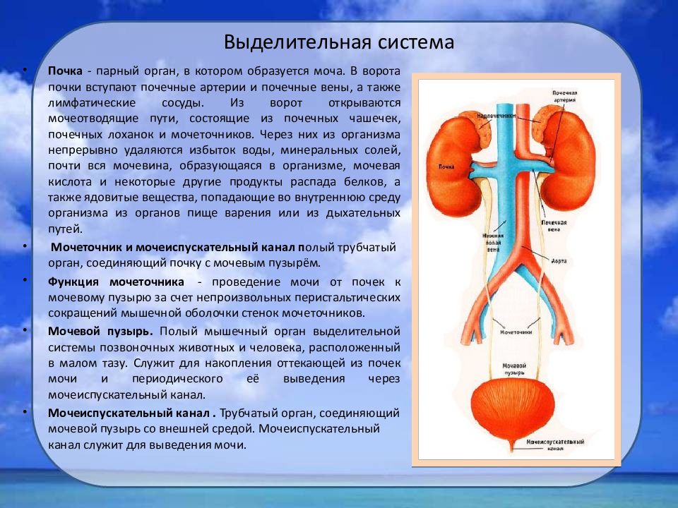 Мочевыделительная система человека презентация 8 класс