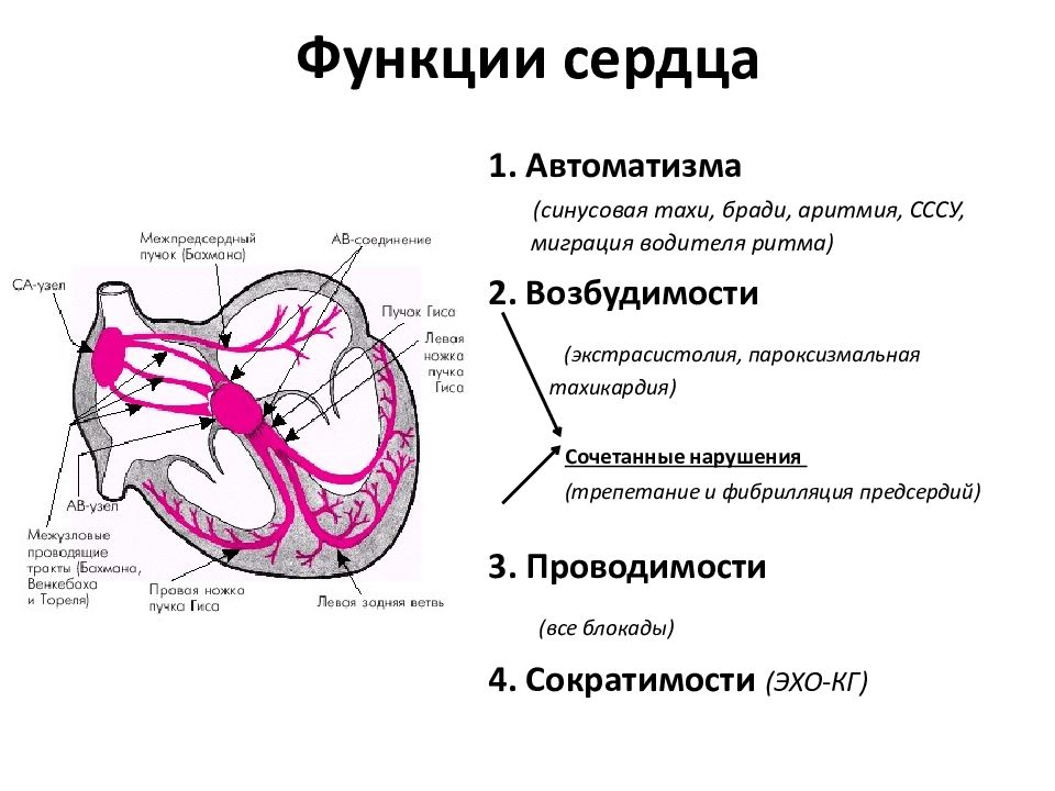 Функции сердца. Основные функции сердца. Основная функция сердца. Какую функцию выполняет сердце.