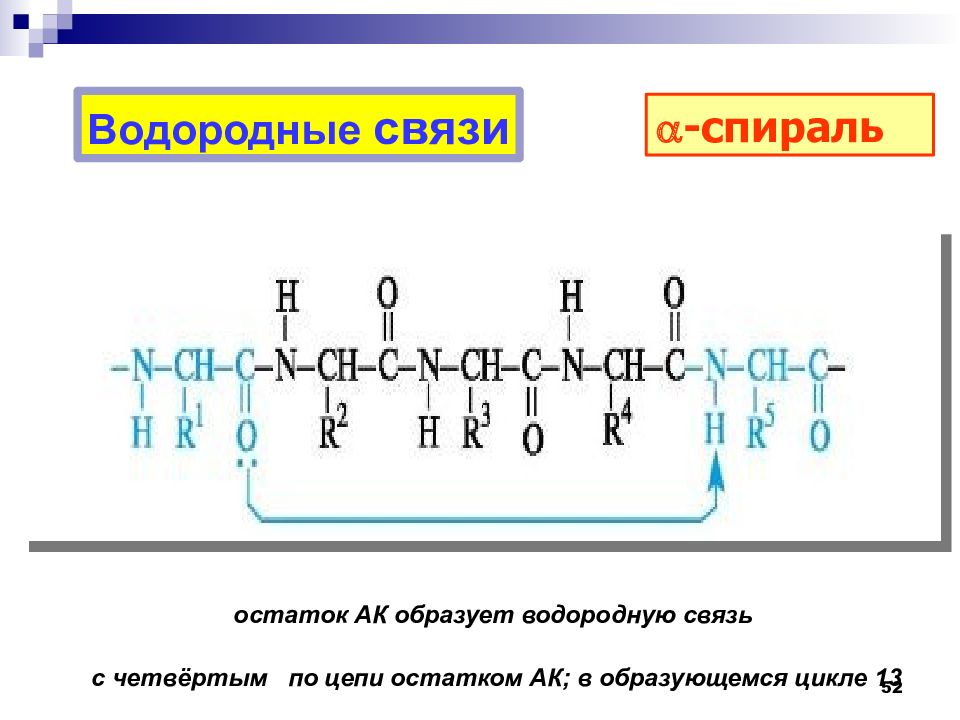 Белки водородные связи