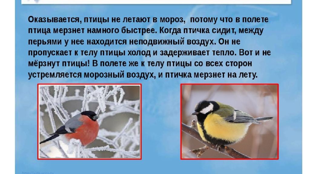 Птицы которые помогают человеку. Почему птицы не мерзнут зимой. Холодно ли птицам зимой. Почему птицы зимуют в холоде. Температура у птиц зимой.