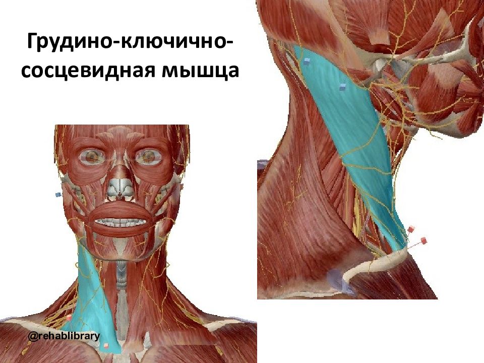 Грудная сосцевидная мышца. Ключично-сосцевидная мышца растянуть. Массаж ключично сосцевидной мышцы. Лимфоузлы грудино-ключично-сосцевидная мышца.