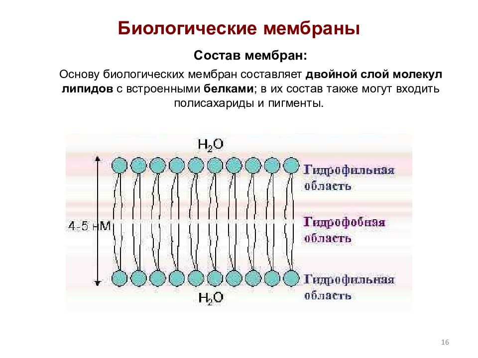 Схема строения биологической мембраны