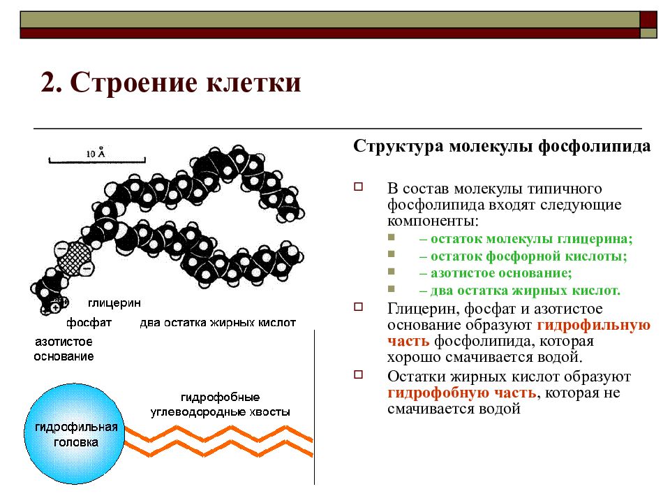 Две по молекулярный. W-6 жирные кислоты молекула. Структура молекулы фосфолипида. Фосфолипиды строение. Строение молекулы глицерина.