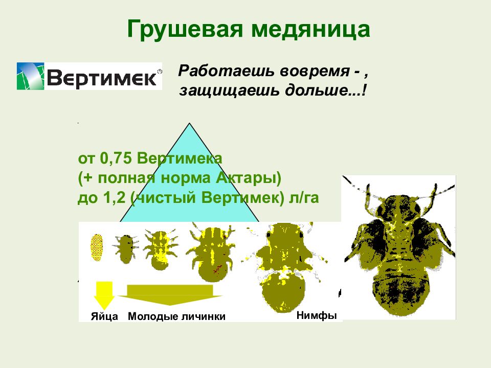 Грушевая медяница