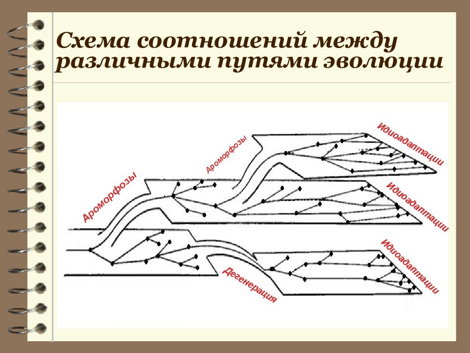 Определите какие направления эволюции изображены на каждом рисунке