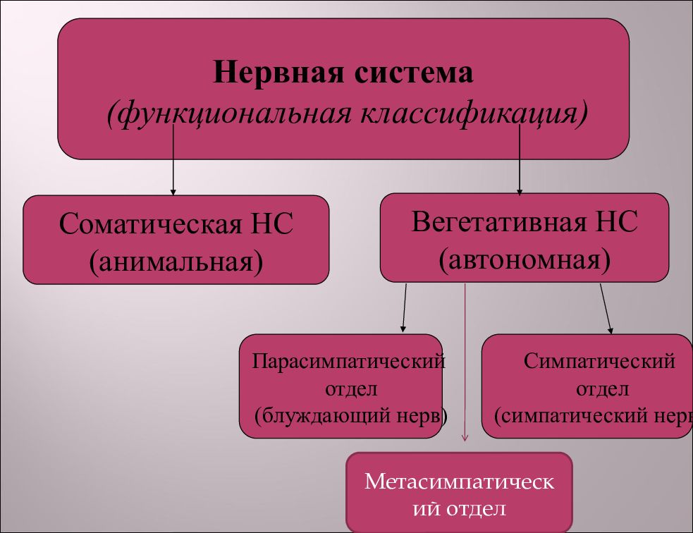 Схема классификации нервной системы