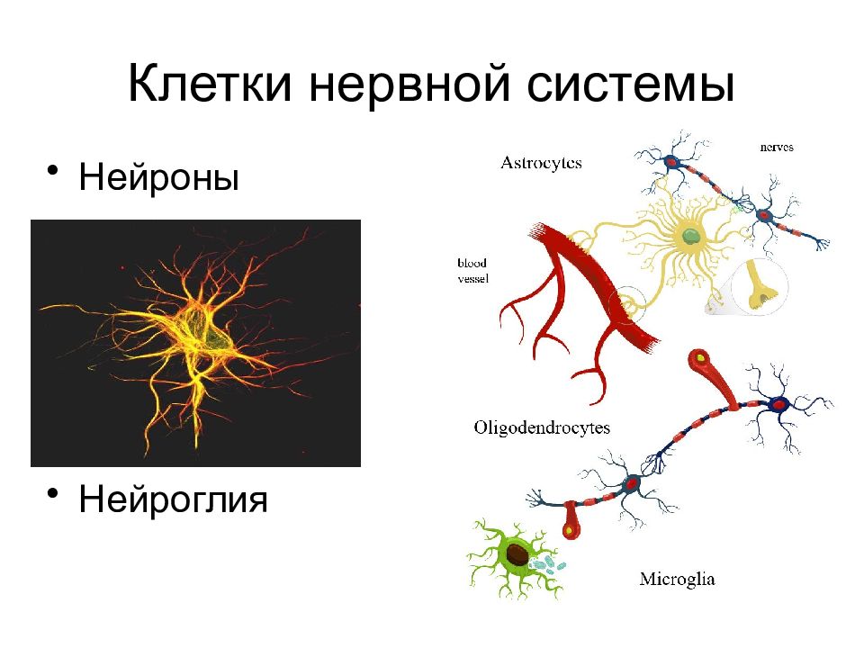 Строение нейрона нейроглии