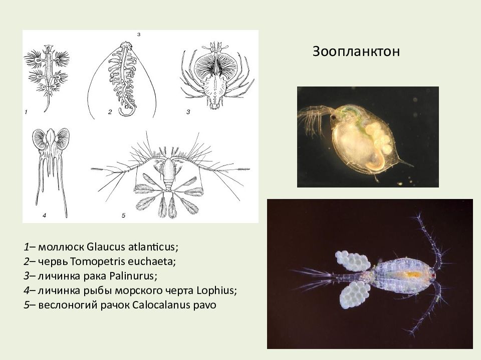 Зоопланктон примеры. Зоопланктоны ракообразные. Зоопланктон моллюски. Представители фитопланктона.