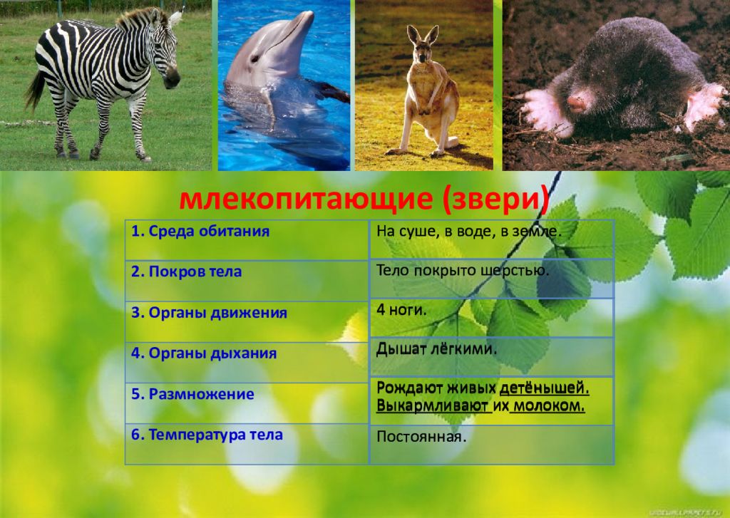 Проанализируйте рисунок на с 95 учебника какая группа животных представлена наибольшим числом видов