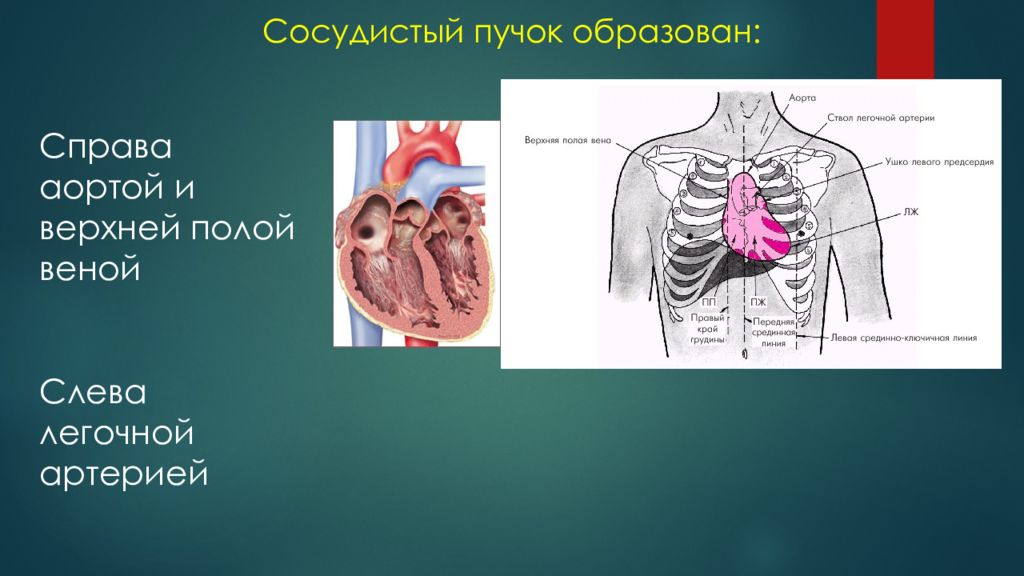 Семиотика сердечно сосудистой системы у детей. Сосудистый пучок сердца. Ширина сосудистого пучка у детей. Сосудистый пучок ребенка в 7 лет.