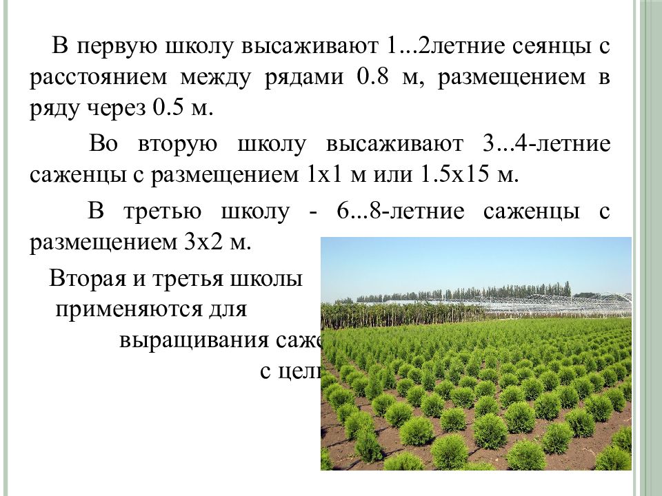 Виды лесных питомников презентация