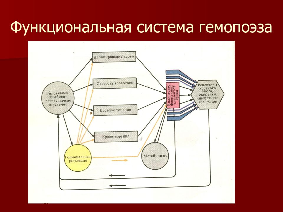 Функциональные системы организма это. Схема функциональной системы физиология. Функциональная система газового гомеостаза. 