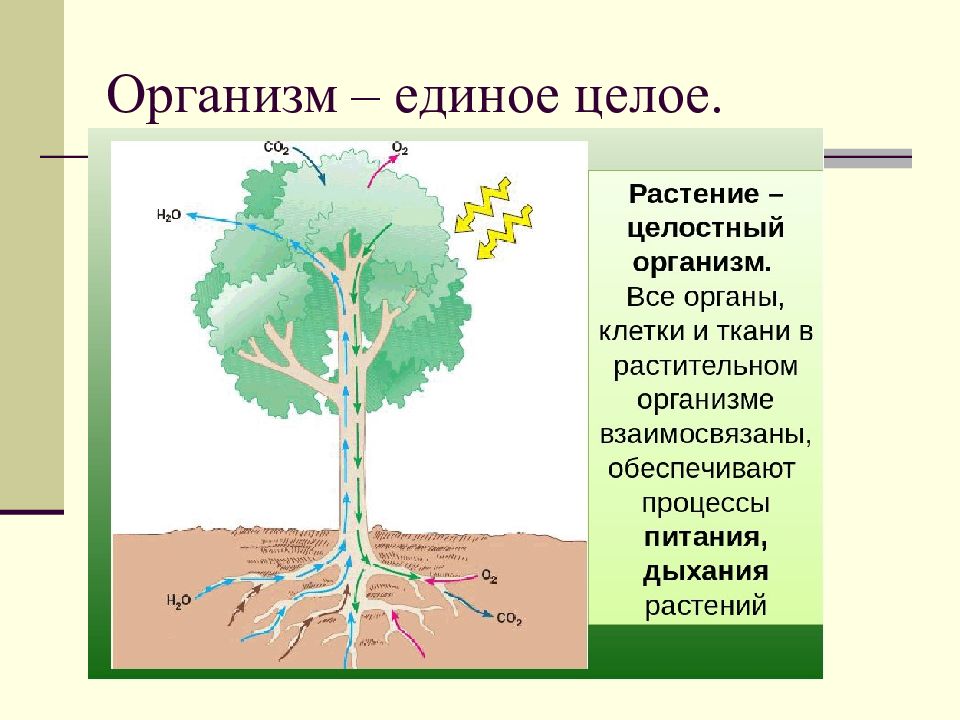 Презентация по биологии 6 класс организм единое целое