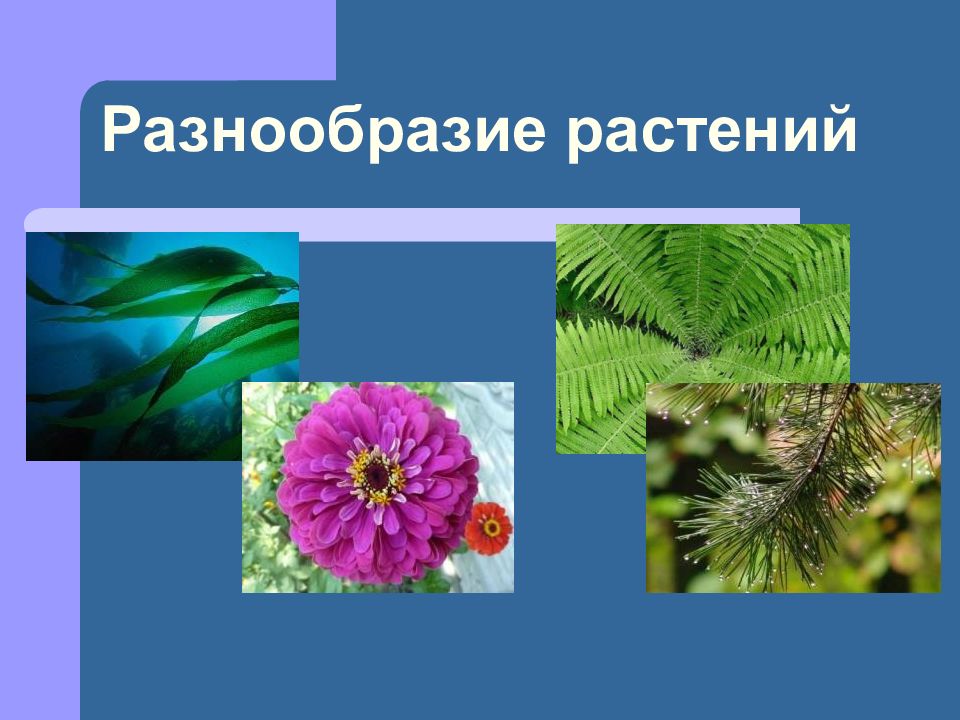 Разнообразие растений 3 класс презентация 3 класс