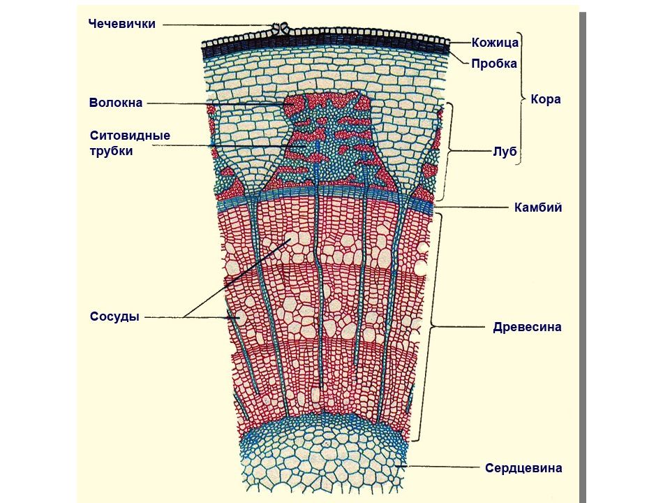 Сердцевина ткань. Анатомическое строение стебля древесных растений. Поперечный срез стебля древесного растения строение. Строение стебля дерева на поперечном срезе. Строение поперечного среза древесного стебля.