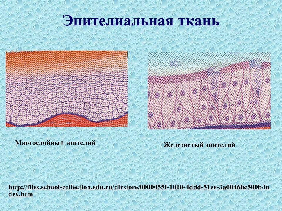 Эпителиальная ткань. Эпителиальная ткань слайд. Макет эпителиальной ткани. Системы тканей человека эпителиальная.