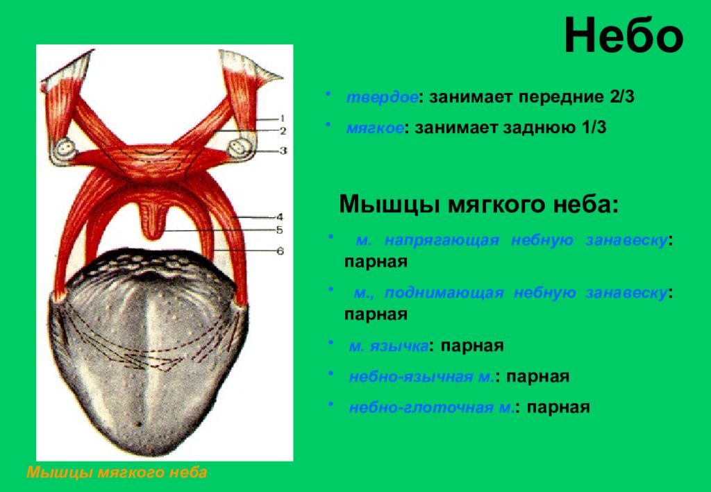 Небная занавеска. Небная занавеска анатомия. Иннервация мягкого неба анатомия. Мышца поднимающая мягкое небо латынь. Иннервация мышц мягкого неба.