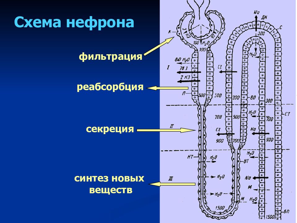 Что происходит в нефроне. Строение нефрона реабсорбция. Процессы фильтрации реабсорбции и секреции. Фильтрация секреция и реабсорбция в нефроне. Фильтрация в почках схема.