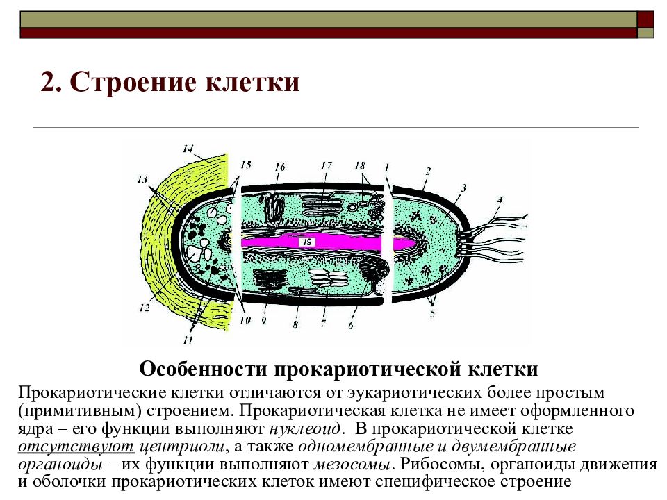 Строение можно. Особенности строения прокариотической клетки. Функции органоидов прокариотической клетки. Строение и функции органоидов прокариотической клетки. Строение клетки. Особенности прокариотической клетки.