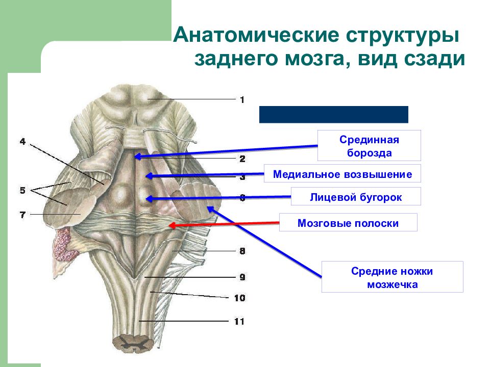 Мост презентация анатомия