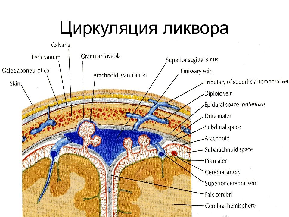 Движение ликвора в головном мозге схема