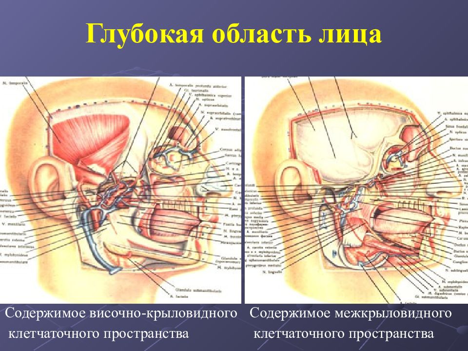 Топографическая анатомия головы презентация