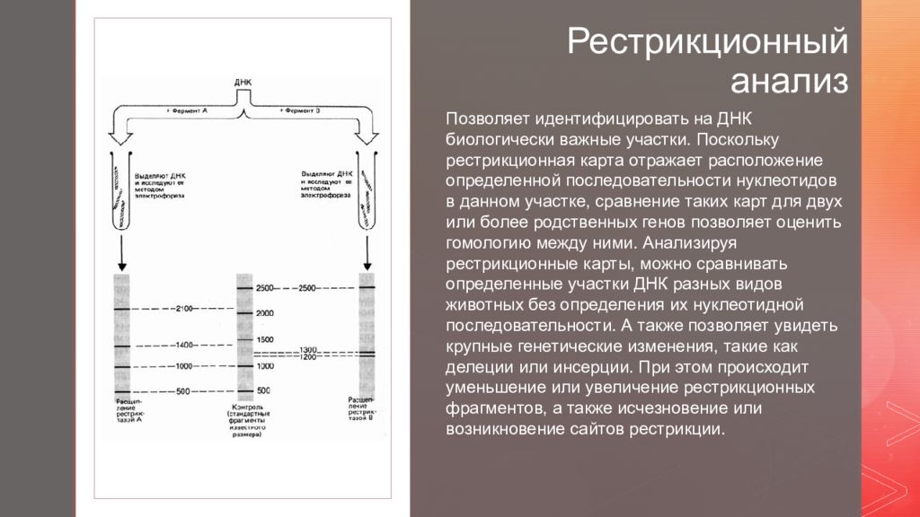 Анализ видеофрагментов. Построение рестрикционных карт ДНК. Этапы рестрикционного анализа. Рестрикционный анализ ДНК. Метод рестрикционного анализа.