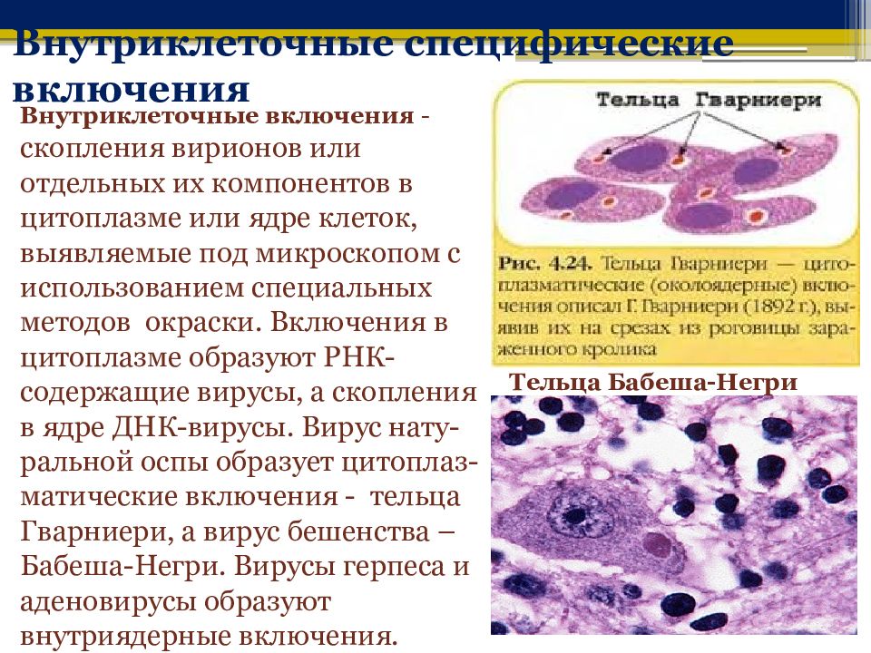 Включения цитоплазмы имеющие собственную окраску. Внутриклеточные включения при вирусных инфекциях. Внутриклеточные тельца-включения. Элементарные тельца вирусов. Вирусные включения в клетках.