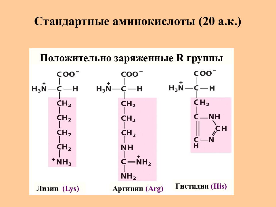 Аминокислоты белки пептиды презентация