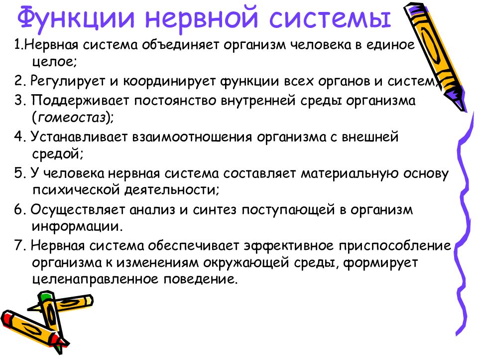 Какую функцию выполняет человек. Функции нервной системы. Функции нервной системы человека. Функции нервной системы чел. Функции НС человека.